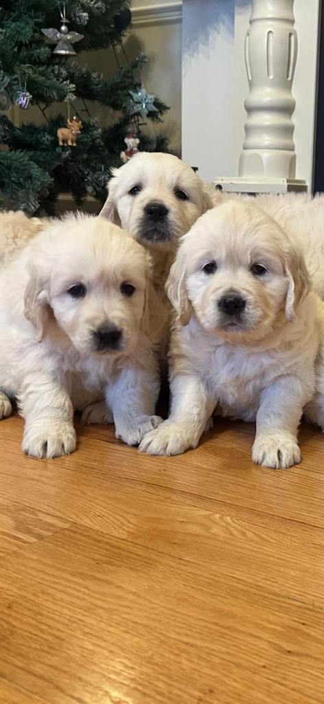IKC retriever pups 