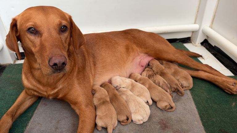 Fox red Labradors 