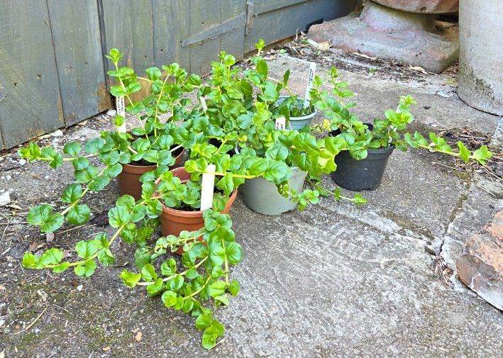 Creeping Jenny (Lysimachia nummularia)