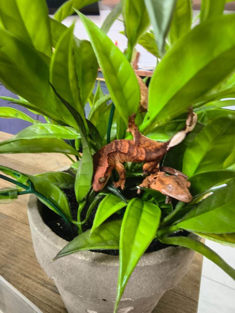 Crested gecko