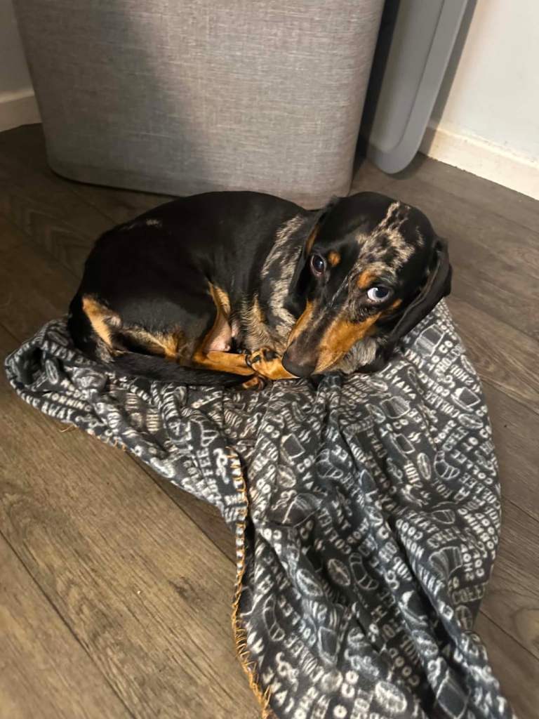Dachshund 