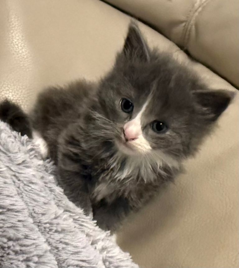 Kittens for sale 