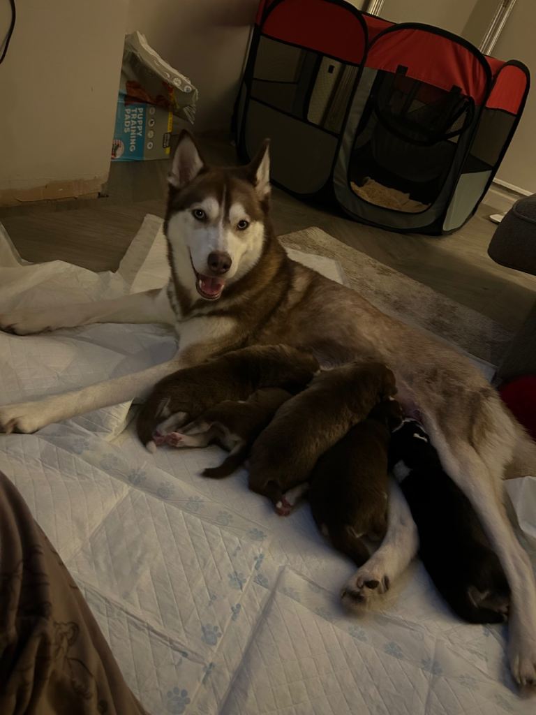 Husky puppies for sale
