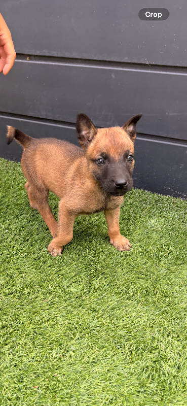 Belgian Malinois Puppy 