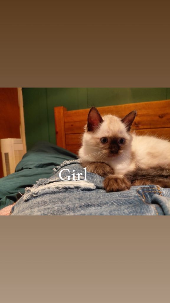 Purebred ragdoll kittens