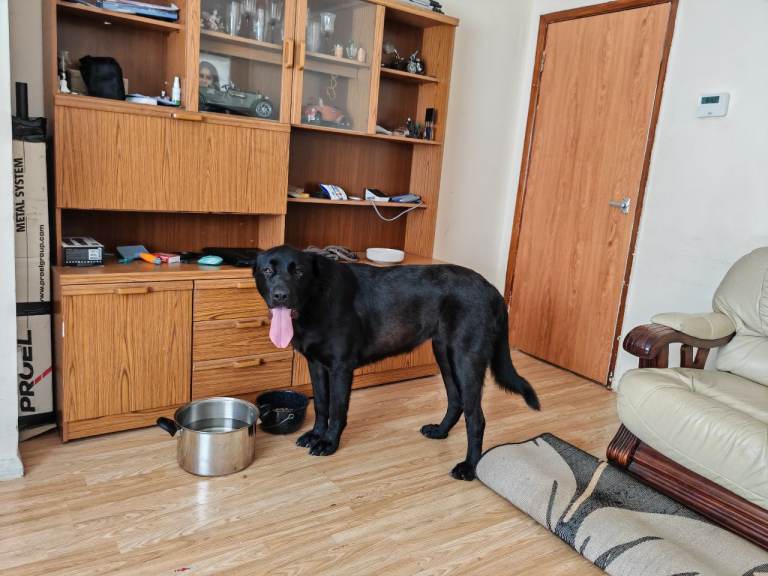 Looking to re-home Dog 