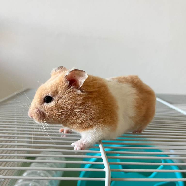 Hamster +cage 