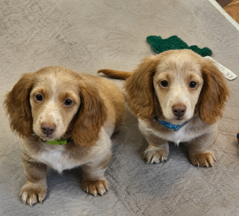🐾 Two Gorgeous Long-Haired Cream Miniature Dachshund Boys 🐾
