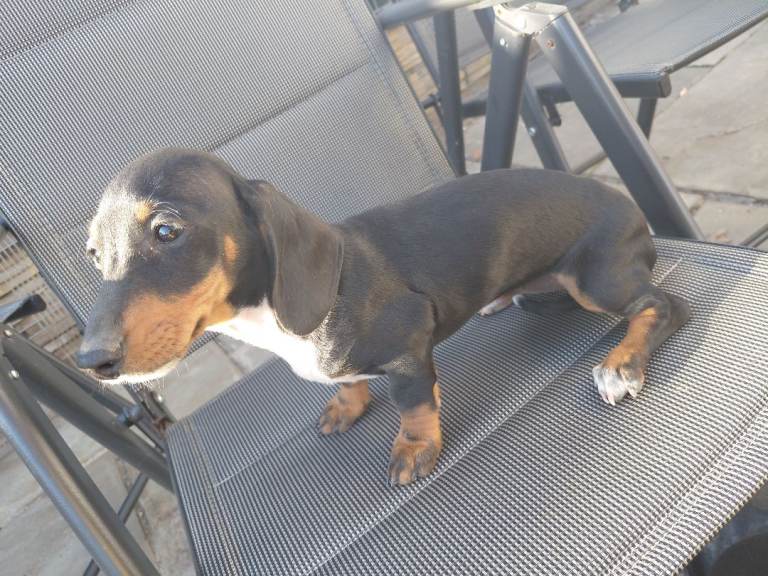 Dachshund Puppy (LAST ONE)
