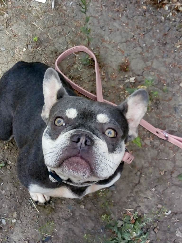 French Bulldog