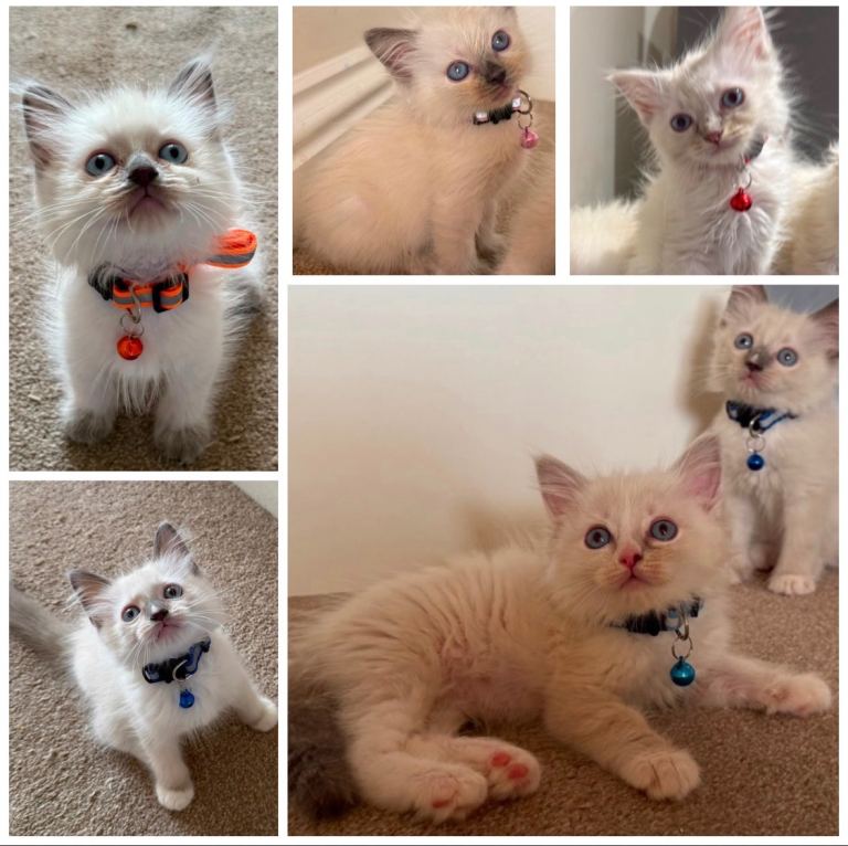 Adorable purebred Ragdoll kitten - DNA Verified