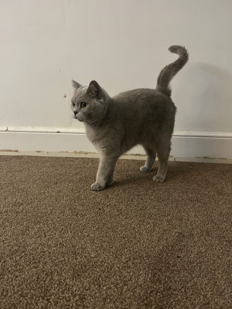 British shorthair