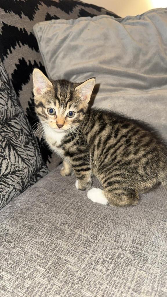 2 girls for sale ***ready now***