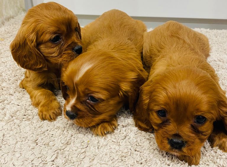 King Charles cavalier 