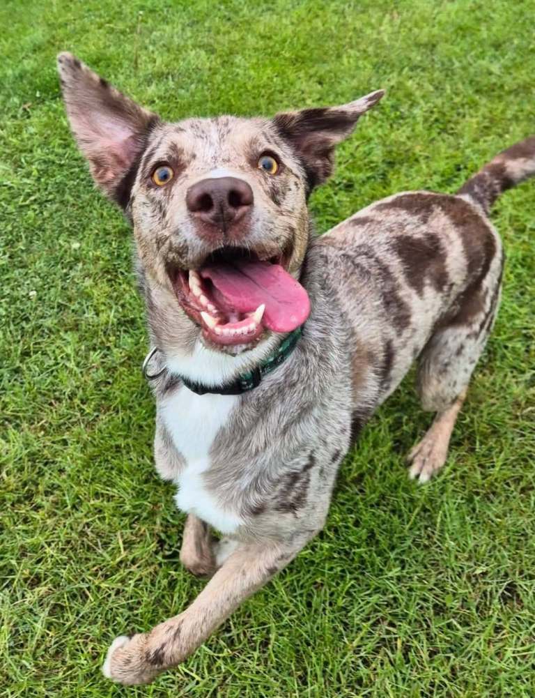 Male dog Castrated 3 years old