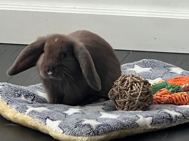 Baby Mini Lop – 11 weeks old – Ready now