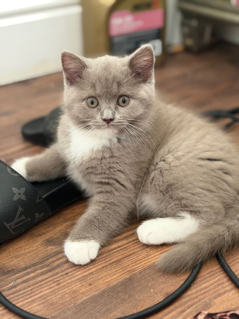 Kittens 