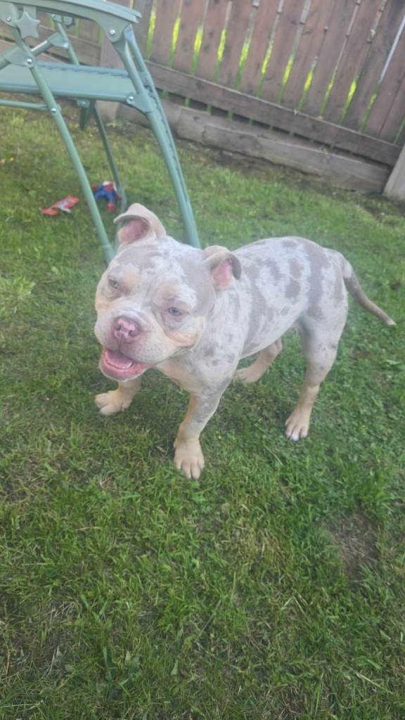 American bully