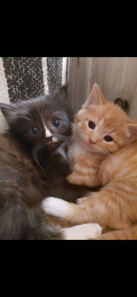 Long haired kitten
