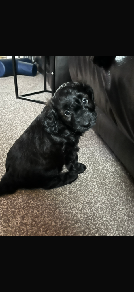 Stunning Cavapoo puppies 