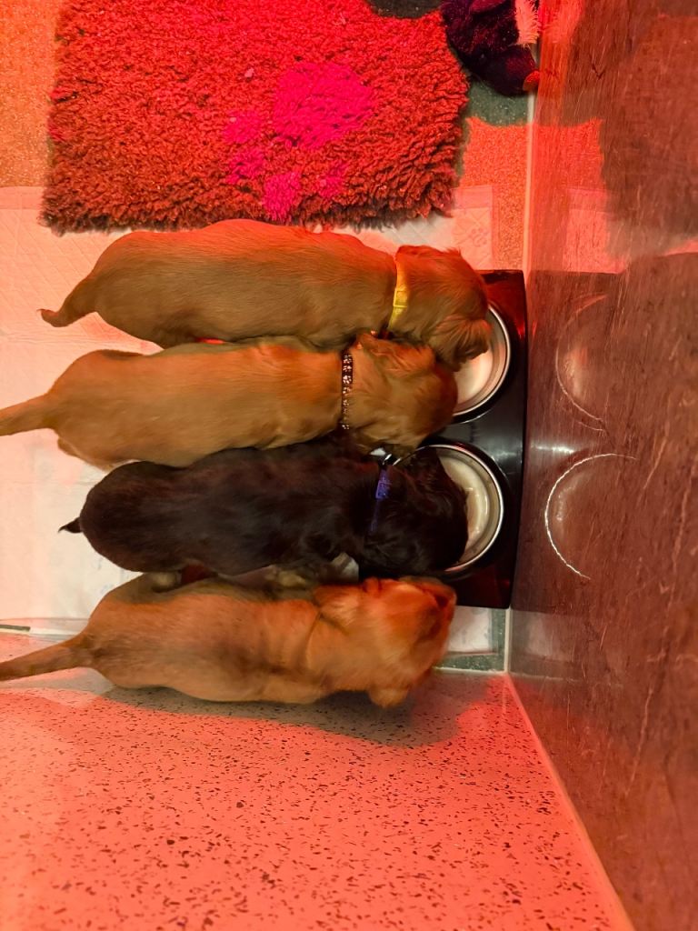 Show Type Cocker Spaniels 