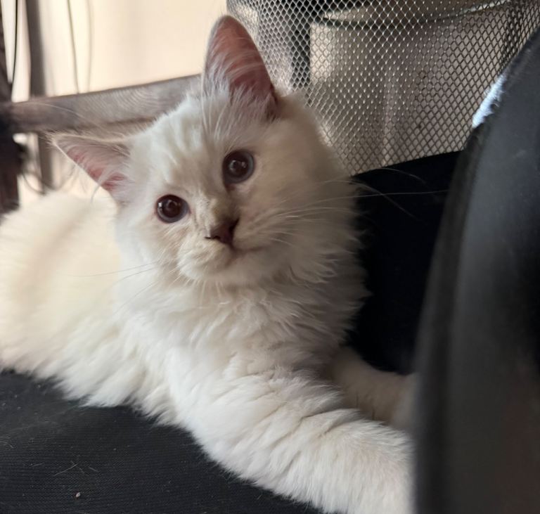GCCF registered Ragdoll Kitten £999