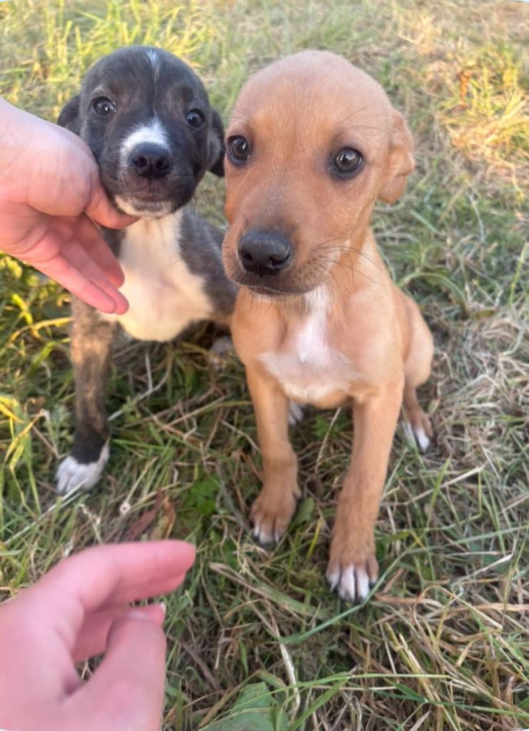 Lab x puppies 