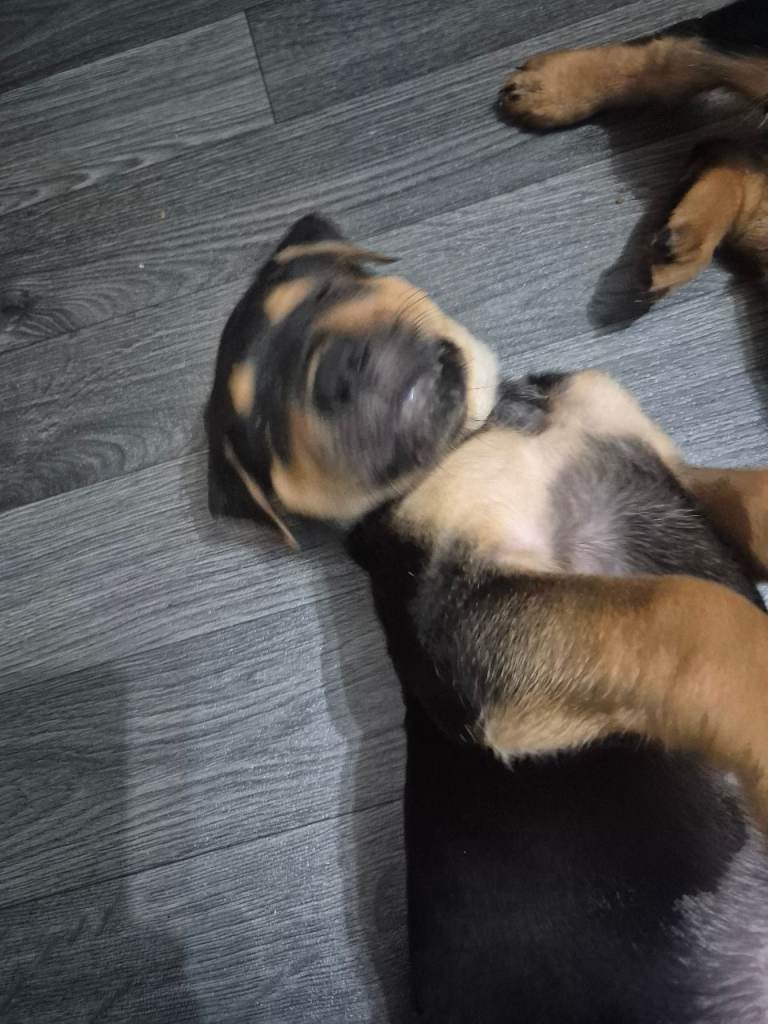 Puppy 