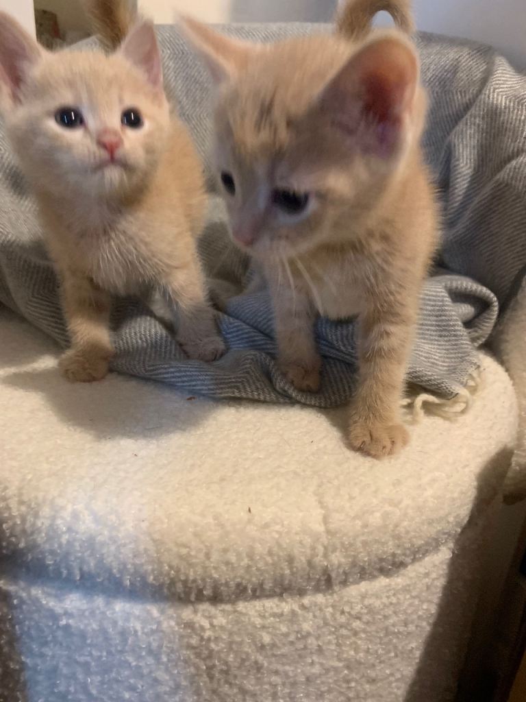 4 beautiful kittens 
