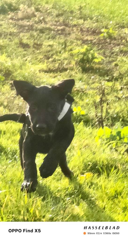 Mastiff x Shepherd puppies 