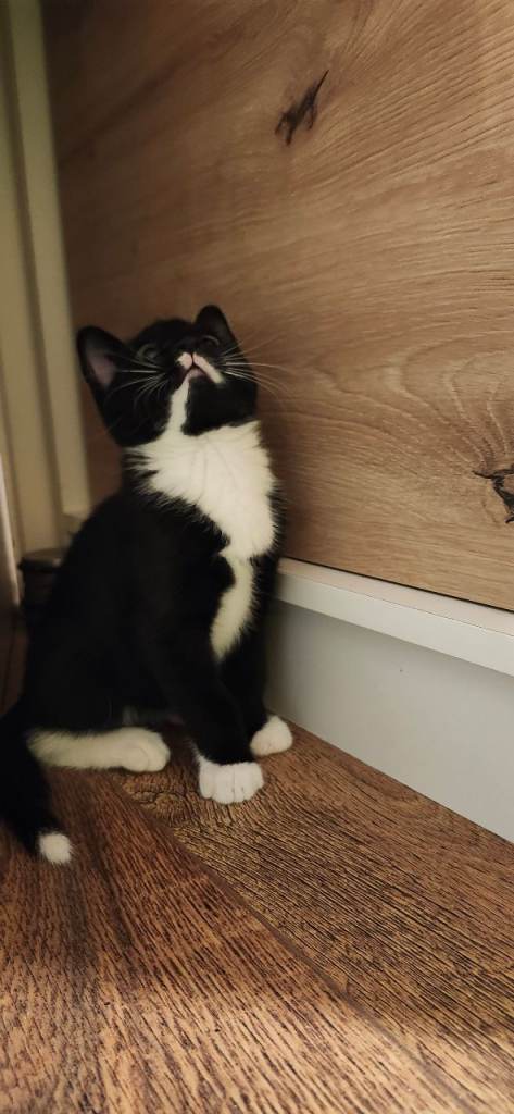 Lovely kittens looking for new home 