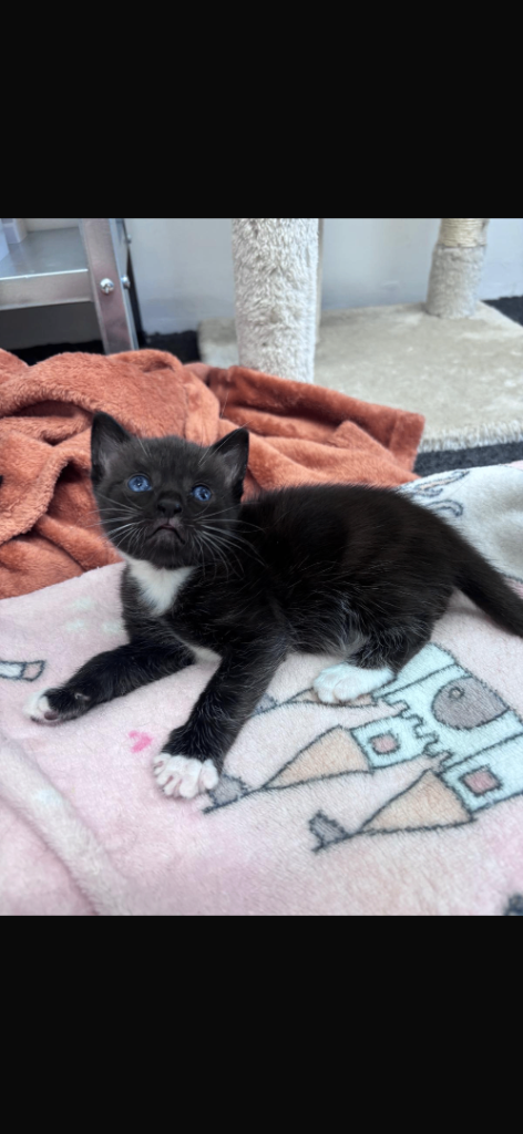 Kitten 