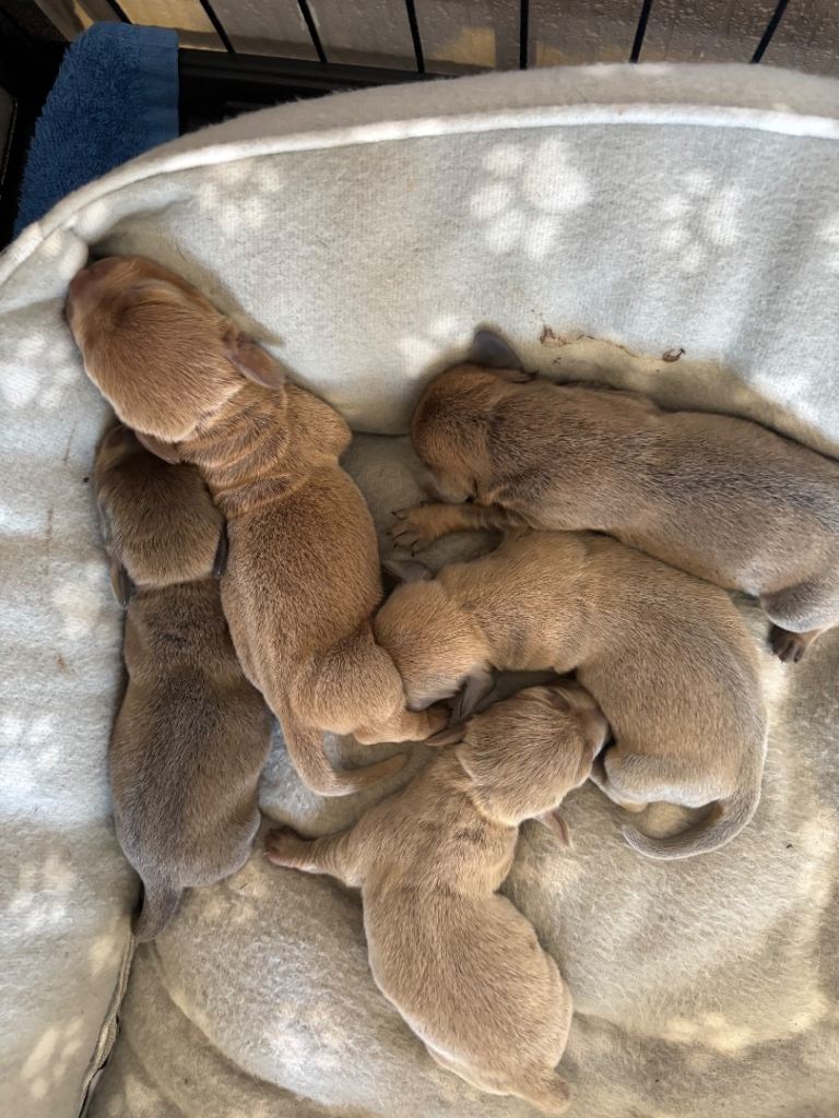 DACHSHUND PUPS FOR SALE PLEASE READ DESCRIPTION 