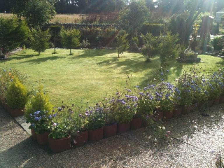 Petrol Hedge Cutter 