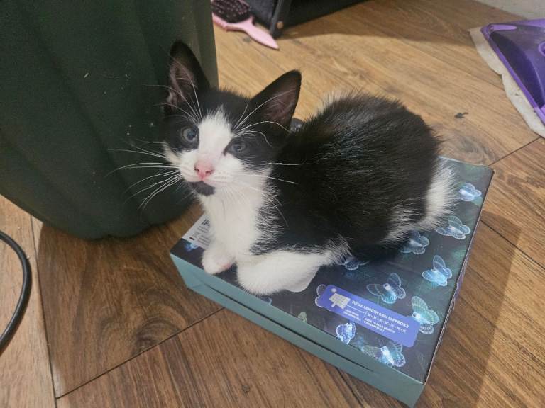 Male kitten ready to leave 