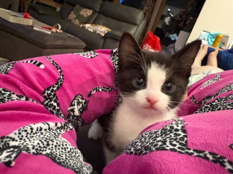 3 Beautiful kittens 