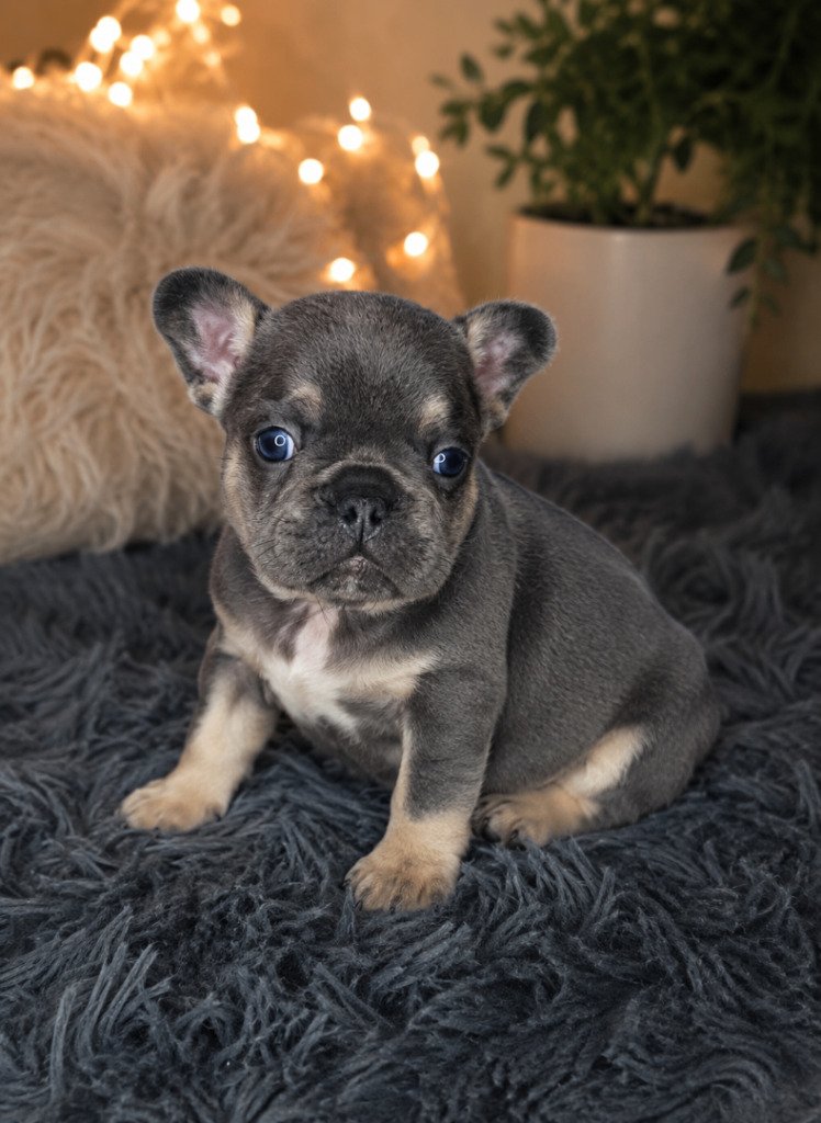 🐶💘Puppy French bulldog💖💝
