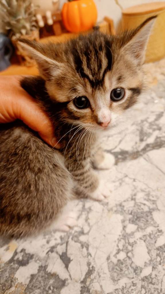 Kittens