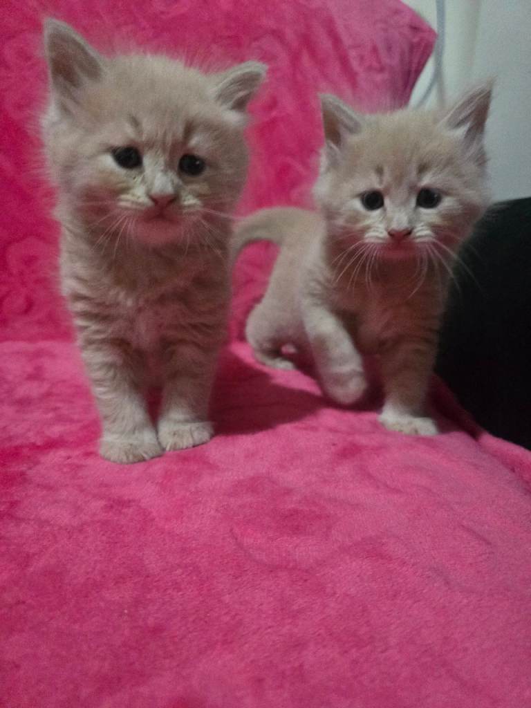 Dad full maine coon mum mixed ragdoll 