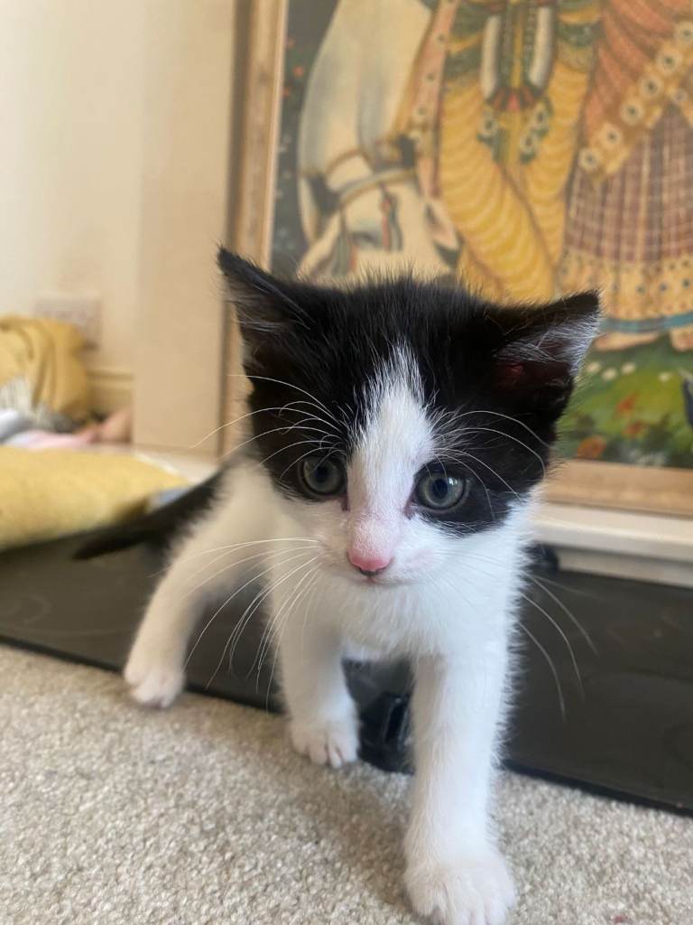 2 gorgeous kittens for sale