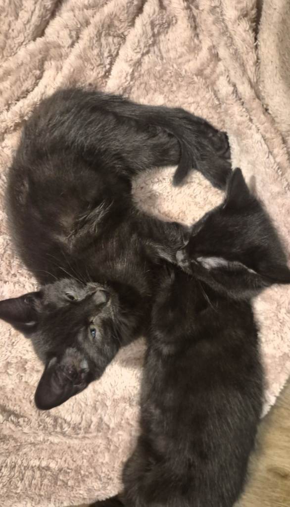 Black kitten, boy