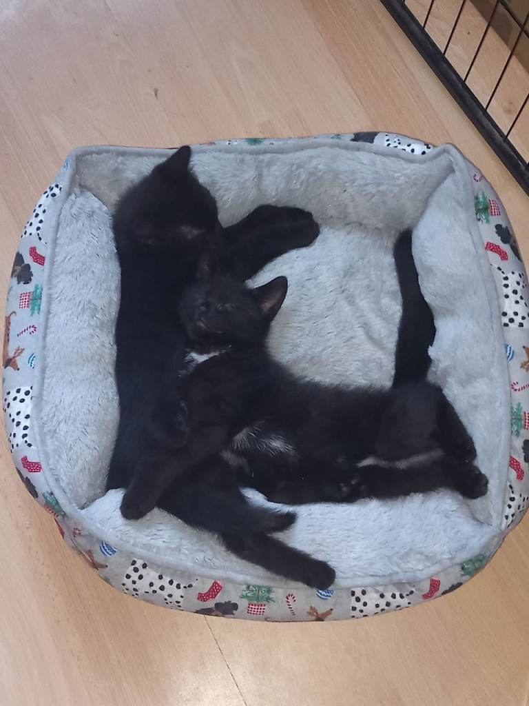 2 black kitten 