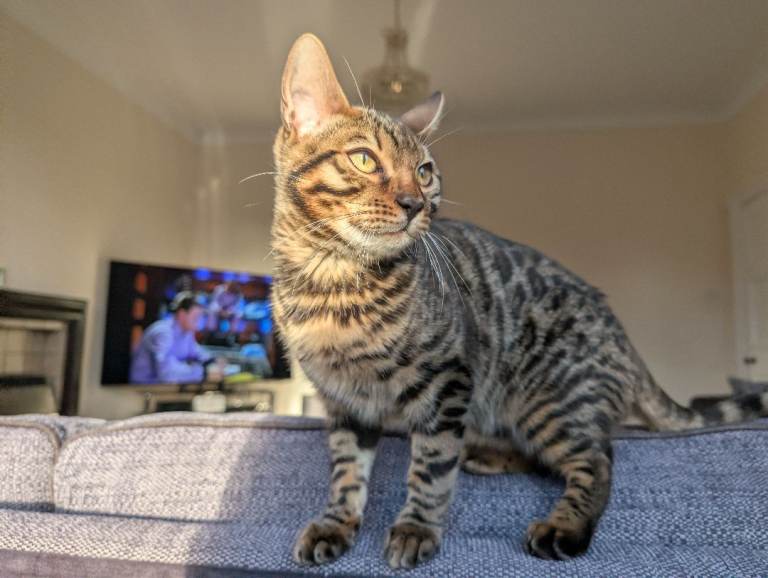 Bengal Kitten for sale 