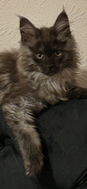 2 beautiful mainecoon kittens 