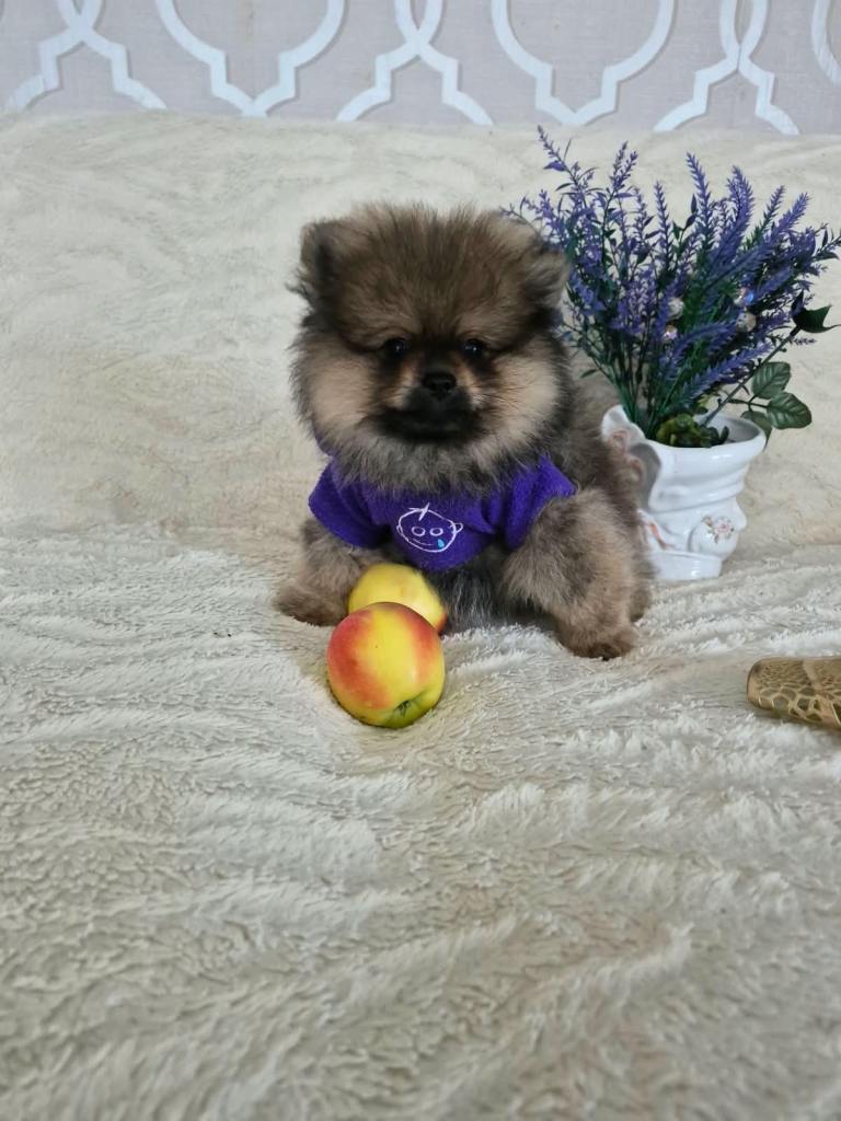 Pomeranian Puppy - Ready for home now