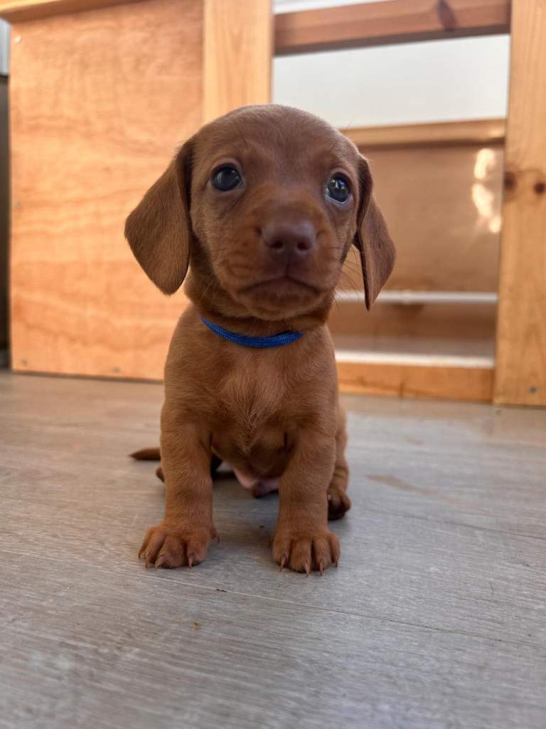  4 Gorgeous Miniature Dachshund Boys Looking for Their Forever Homes 