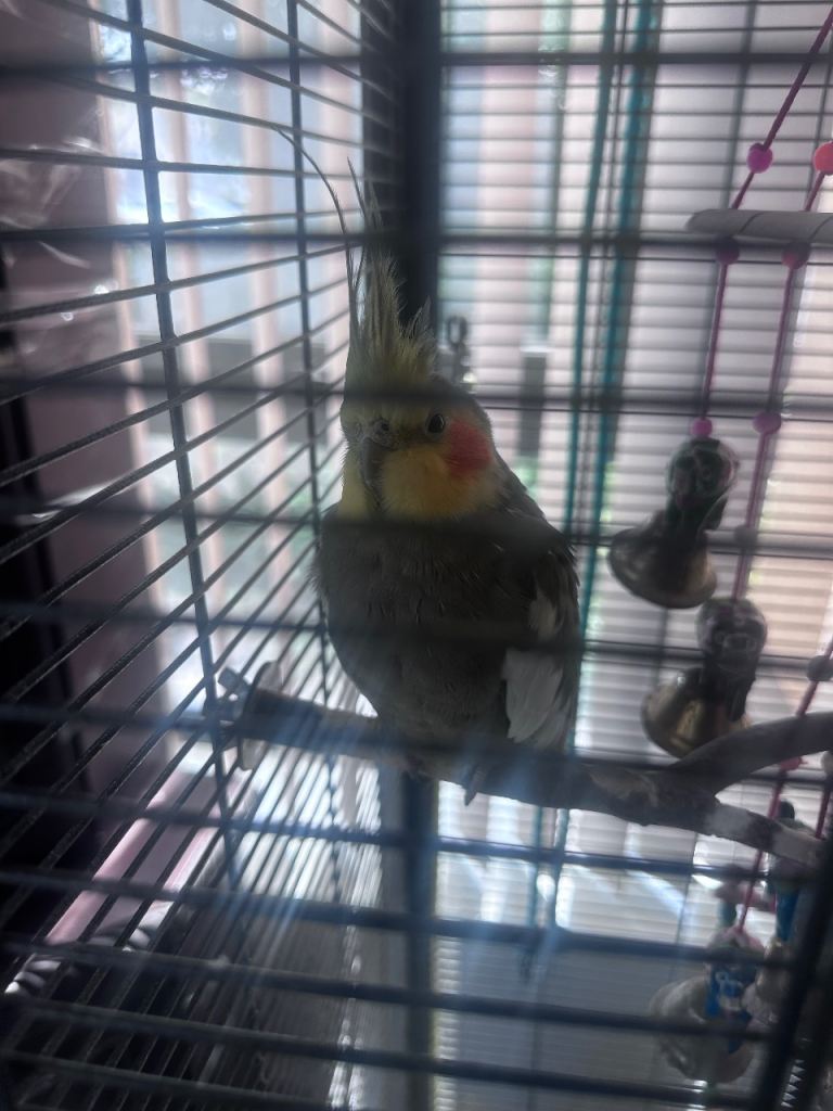 One cockatiel & one albino cockatiel