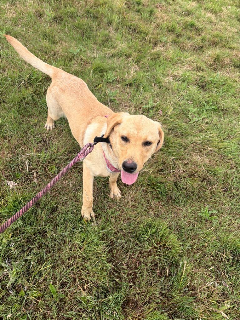 Golden Labrador