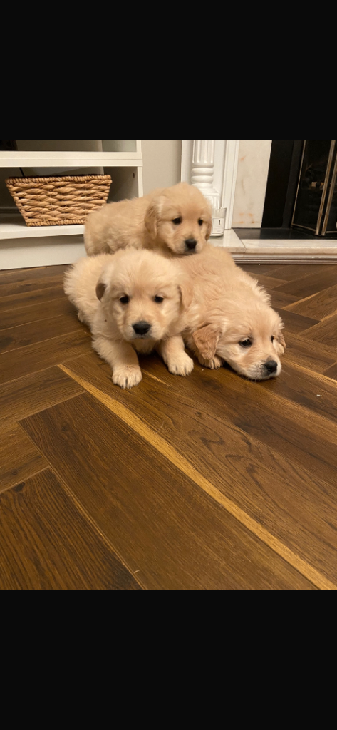 Gorgeous golden retriever pups