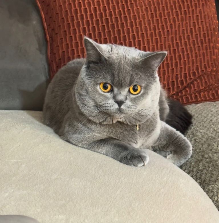British Shorthair Boy kitten❤️